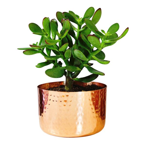 Decorative Copper Flower Pot